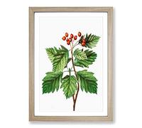 Big Box Art Hawthorn Berry Tree by Pierre-Joseph Redoute Framed Wall Art Picture Print Ready to Hang, Oak A2 (62 x 45 cm)