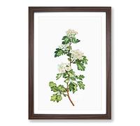 Big Box Art Hawthorn Flowers by Pierre-Joseph Redoute Framed Wall Art Picture Print Ready to Hang, Walnut A2 (62 x 45 cm)