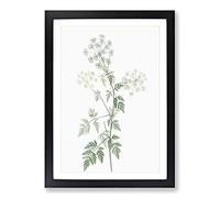 Big Box Art Hemlock Flowers by Pierre-Joseph Redoute Framed Wall Art Picture Print Ready to Hang, Black A2 (62 x 45 cm)