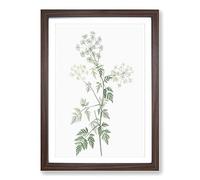 Big Box Art Hemlock Flowers by Pierre-Joseph Redoute Framed Wall Art Picture Print Ready to Hang, Walnut A2 (62 x 45 cm)