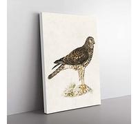 Big Box Art Hen Harrier by Von Wright Canvas Wall Art Print Ready to Hang Picture, 76 x 50 cm (30 x 20 Inch), White, Grey, Brown, Green, Brown