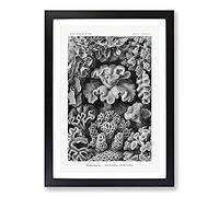 Big Box Art Hexacorallia Coral Vol.2 by Ernst Haeckel Framed Wall Art Picture Print Ready to Hang, Black A2 (62 x 45 cm)