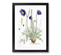 Big Box Art Himalayan Blue Poppy by W. H. Fitch Framed Wall Art Picture Print Ready to Hang, Black A2 (62 x 45 cm)