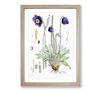Big Box Art Himalayan Blue Poppy by W. H. Fitch Framed Wall Art Picture Print Ready to Hang, Oak A2 (62 x 45 cm)