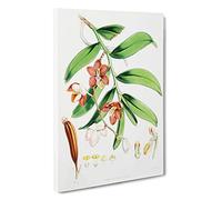 Big Box Art Himalayan Flowers by W. H. Fitch Canvas Wall Art Framed Picture Print, 30 x 20 Inch (76 x 50 cm), White, Green, Cream