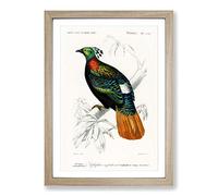 Big Box Art Himalayan Monal Bird by Charles d' Orbigny Framed Wall Art Picture Print Ready to Hang, Oak A2 (62 x 45 cm)