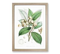 Big Box Art Himalayan Oak by W. H. Fitch Framed Wall Art Picture Print Ready to Hang, A2 (62 x 45 cm)