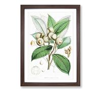 Big Box Art Himalayan Oak by W. H. Fitch Framed Wall Art Picture Print Ready to Hang, Walnut A2 (62 x 45 cm)