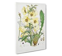 Big Box Art Himalayan Yellow Poppy by W. H. Fitch Canvas Wall Art Framed Picture Print, 30 x 20 Inch (76 x 50 cm), White, Cream, Green, Beige
