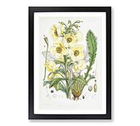 Big Box Art Himalayan Yellow Poppy by W. H. Fitch Framed Wall Art Picture Print Ready to Hang, Black A2 (62 x 45 cm)