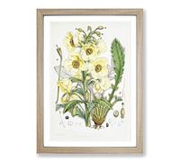 Big Box Art Himalayan Yellow Poppy by W. H. Fitch Framed Wall Art Picture Print Ready to Hang, Oak A2 (62 x 45 cm)