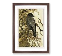 Big Box Art Hooded Crow by Theo Van Hoytema Framed Wall Art Picture Print Ready to Hang, Walnut A2 (62 x 45 cm)