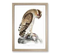 Big Box Art Horned Owl by John Edward Gray Framed Wall Art Picture Print Ready to Hang, Oak A2 (62 x 45 cm)