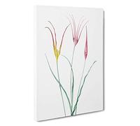 Big Box Art Horned Tulip Flowers by Pierre-Joseph Redoute Canvas Wall Art Framed Picture Print, 30 x 20 Inch (76 x 50 cm), White, Grey