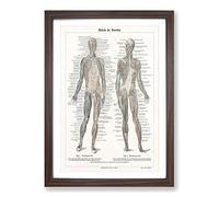 Big Box Art Human Anatomy in German Framed Wall Art Picture Print Ready to Hang, Walnut A2 (62 x 45 cm)