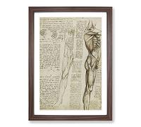 Big Box Art Human Anatomy Vol.6 by Leonardo Da Vinci Framed Wall Art Picture Print Ready to Hang, Walnut A2 (62 x 45 cm)