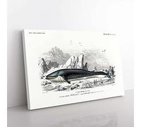 Big Box Art Hunted Whale by Charles d' Orbigny Canvas Wall Art Print Ready to Hang Picture, 76 x 50 cm (30 x 20 Inch), White, Grey, Black