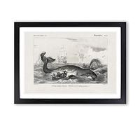 Big Box Art Hunting a Bowhead Whale by Charles d' Orbigny Framed Wall Art Picture Print Ready to Hang, Black A2 (62 x 45 cm)