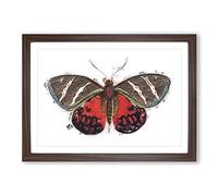 Big Box Art Icarus Moth by George Shaw Framed Wall Art Picture Print Ready to Hang, Walnut A2 (62 x 45 cm)