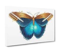 Big Box Art Idomeneus Butterfly by George Shaw Canvas Wall Art Framed Picture Print, 30 x 20 Inch (76 x 50 cm), White, Blue, Turquoise, Cream