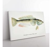 Big Box Art Illustration of a Blue Cod Fish by F.E. Clarke Canvas Wall Art Print Ready to Hang Picture, 76 x 50 cm (30 x 20 Inch), White, Grey, Beige, Green