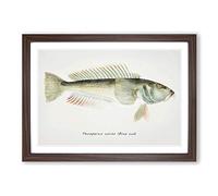 Big Box Art Illustration of a Blue Cod Fish by F.E. Clarke Framed Wall Art Picture Print Ready to Hang, Walnut A2 (62 x 45 cm)