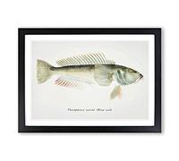 Big Box Art Illustration of a Blue Cod Fish by F.E. Clarke Framed Wall Art Picture Print Ready to Hang, Black A2 (62 x 45 cm)