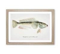 Big Box Art Illustration of a Blue Cod Fish by F.E. Clarke Framed Wall Art Picture Print Ready to Hang, Oak A2 (62 x 45 cm)