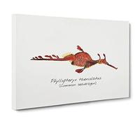 Big Box Art Illustration of a Common Seadragon by F.E. Clarke Canvas Wall Art Framed Picture Print, 30 x 20 Inch (76 x 50 cm), White, Red, Grey, Brown