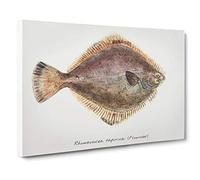 Big Box Art Illustration of a Flounder Fish by F.E. Clarke Canvas Wall Art Framed Picture Print, 30 x 20 Inch (76 x 50 cm), White, Green, Brown