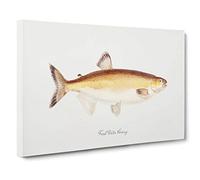 Big Box Art Illustration of a Freshwater Herring by F.E. Clarke Canvas Wall Art Framed Picture Print, 30 x 20 Inch (76 x 50 cm), White, Yellow, Brown