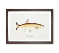 Big Box Art Illustration of a Freshwater Herring by F.E. Clarke Framed Wall Art Picture Print Ready to Hang, Walnut A2 (62 x 45 cm)