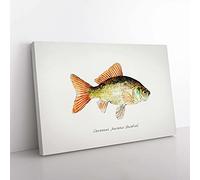 Big Box Art Illustration of a Goldfish by F.E. Clarke Canvas Wall Art Print Ready to Hang Picture, 76 x 50 cm (30 x 20 Inch), White, Gold, Cream