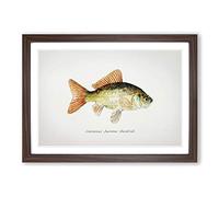 Big Box Art Illustration of a Goldfish by F.E. Clarke Framed Wall Art Picture Print Ready to Hang, Walnut A2 (62 x 45 cm)
