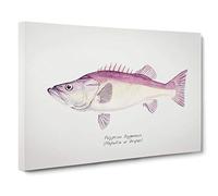Big Box Art Illustration of a Groper Fish by F.E. Clarke Canvas Wall Art Framed Picture Print, 30 x 20 Inch (76 x 50 cm), White, Pink, Purple, Grey
