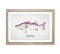 Big Box Art Illustration of a Groper Fish by F.E. Clarke Framed Wall Art Picture Print Ready to Hang, Oak A2 (62 x 45 cm)