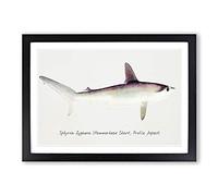 Big Box Art Illustration of a Hammerhead Shark by F.E. Clarke Framed Wall Art Picture Print Ready to Hang, Black A2 (62 x 45 cm)