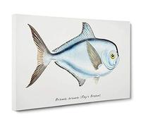 Big Box Art Illustration of a Rays Bream Fish by F.E. Clarke Canvas Wall Art Framed Picture Print, 30 x 20 Inch (76 x 50 cm), White, Grey, Black