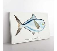 Big Box Art Illustration of a Rays Bream Fish by F.E. Clarke Canvas Wall Art Print Ready to Hang Picture, 76 x 50 cm (30 x 20 Inch), White, Grey, Black
