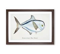 Big Box Art Illustration of a Rays Bream Fish by F.E. Clarke Framed Wall Art Picture Print Ready to Hang, Walnut A2 (62 x 45 cm)