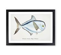 Big Box Art Illustration of a Rays Bream Fish by F.E. Clarke Framed Wall Art Picture Print Ready to Hang, Black A2 (62 x 45 cm)