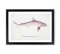 Big Box Art Illustration of a Requiem Shark by F.E. Clarke Framed Wall Art Picture Print Ready to Hang, Black A2 (62 x 45 cm)