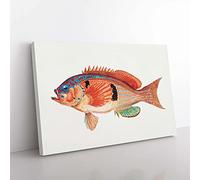 Big Box Art Illustration of a Rockfish by F.E. Clarke Canvas Wall Art Print Ready to Hang Picture, 76 x 50 cm (30 x 20 Inch), White, Cream, Brown, Grey