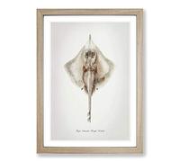 Big Box Art Illustration of a Rough Skate Fish by F.E. Clarke Framed Wall Art Picture Print Ready to Hang, Oak A2 (62 x 45 cm)