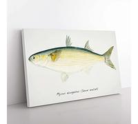 Big Box Art Illustration of a Sand Mullet Fish by F.E. Clarke Canvas Wall Art Print Ready to Hang Picture, 76 x 50 cm (30 x 20 Inch), White, Beige, Green