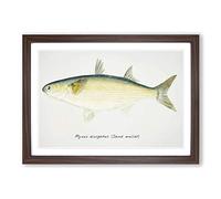 Big Box Art Illustration of a Sand Mullet Fish by F.E. Clarke Framed Wall Art Picture Print Ready to Hang, Walnut A2 (62 x 45 cm)
