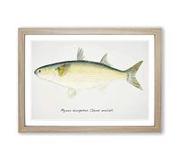 Big Box Art Illustration of a Sand Mullet Fish by F.E. Clarke Framed Wall Art Picture Print Ready to Hang, Oak A2 (62 x 45 cm)