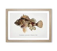 Big Box Art Illustration of a Scorpion Fish by F.E. Clarke Framed Wall Art Picture Print Ready to Hang, Oak A2 (62 x 45 cm)