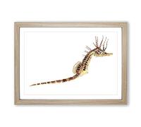 Big Box Art Illustration of a Seahorse by F.E. Clarke Framed Wall Art Picture Print Ready to Hang, Oak A2 (62 x 45 cm)