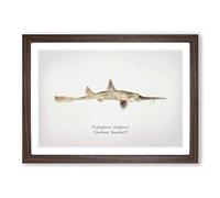 Big Box Art Illustration of a Shortnose Sawshark by F.E. Clarke Framed Wall Art Picture Print Ready to Hang, Walnut A2 (62 x 45 cm)